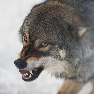 狼嚎之城🐺狼人遊戲群組 समूह छवि