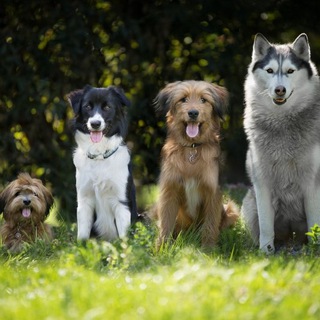 Собаководы Солнцево групове зображення