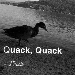 Quack Quack ~ Duck 🦆 समूह छवि
